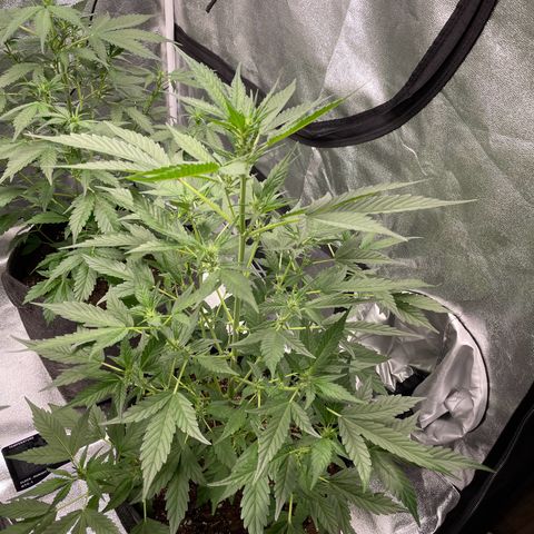 Gorilla Cookies Auto growlog timeline photo