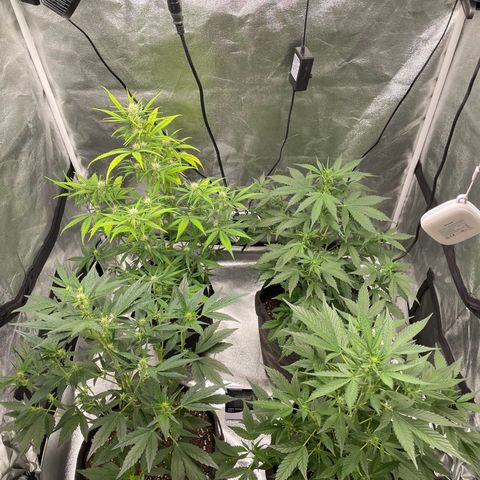Gorilla Cookies Auto growlog timeline photo