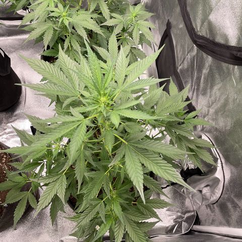 Gorilla Cookies Auto growlog timeline photo