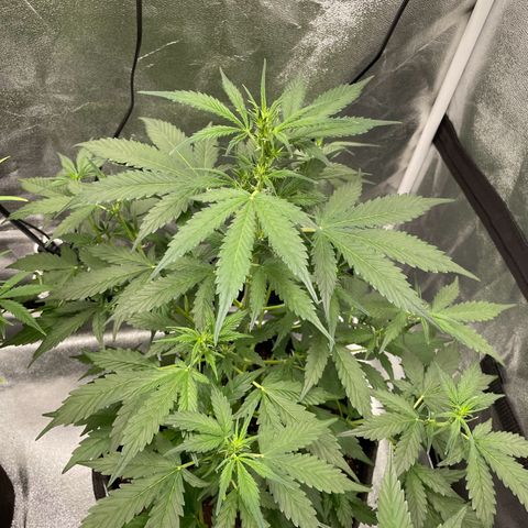 Gorilla Cookies Auto growlog timeline photo