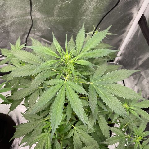 Gorilla Cookies Auto growlog timeline photo