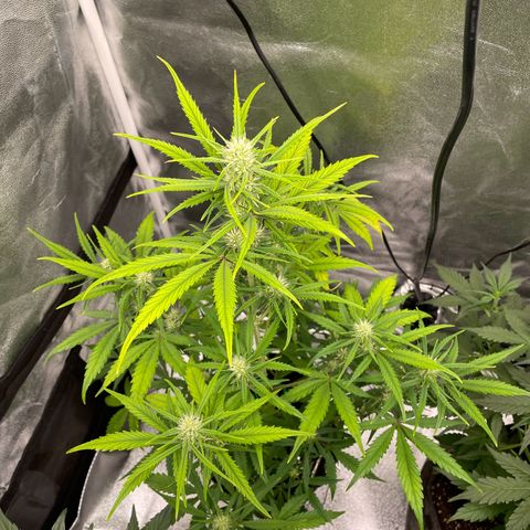 Bella growlog timeline photo