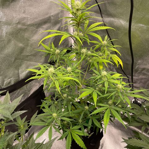 Bella growlog timeline photo