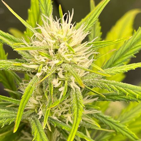 Bella growlog timeline photo