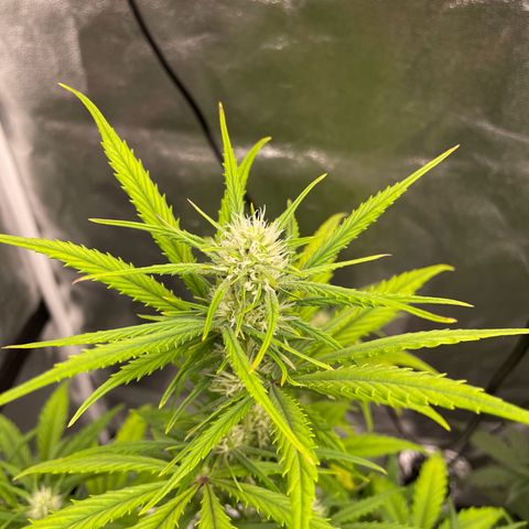 Bella growlog timeline photo