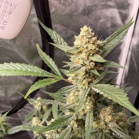 Gorilla Cookies Auto growlog timeline photo