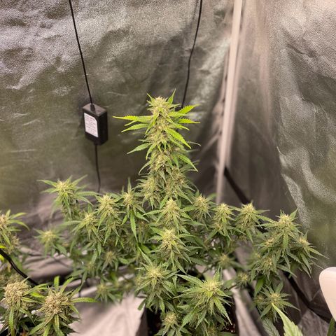 Gorilla Cookies Auto growlog timeline photo