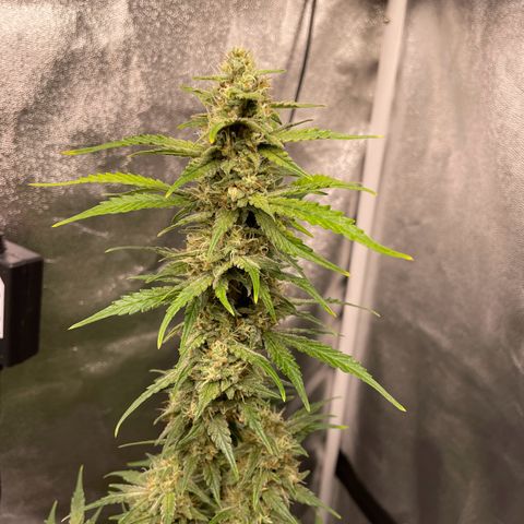 Gorilla Cookies Auto growlog timeline photo
