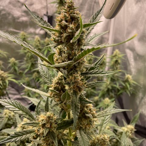 Gorilla Cookies Auto growlog timeline photo