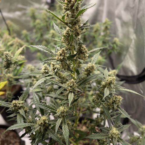 Gorilla Cookies Auto growlog timeline photo