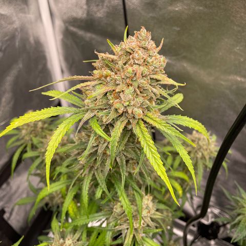 Bella growlog timeline photo