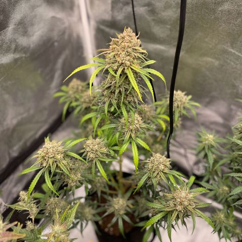 Bella growlog timeline photo