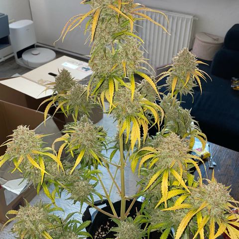 Bella growlog timeline photo