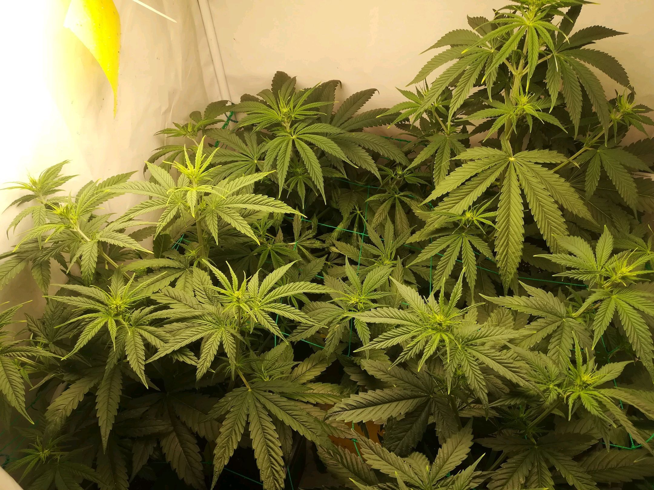 Melone Skittlez #1 growlog header