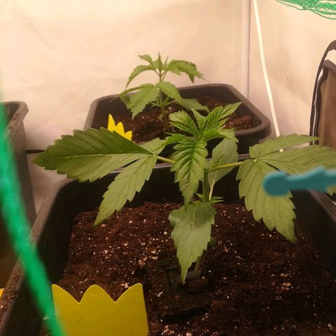 Melone Skittlez  #1 growlog photo