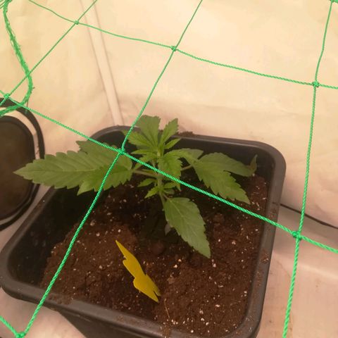 Melone Skittlez  #1 growlog photo