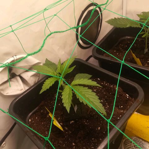Melone Skittlez  #1 growlog photo