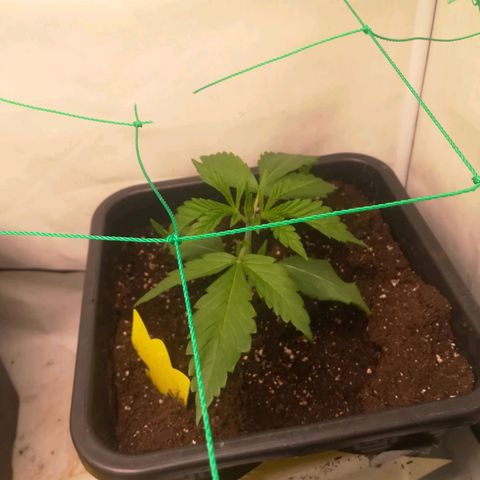 Melone Skittlez  #1 growlog photo: Ab Heute Blütephase unter LED
Samsung quantum board 