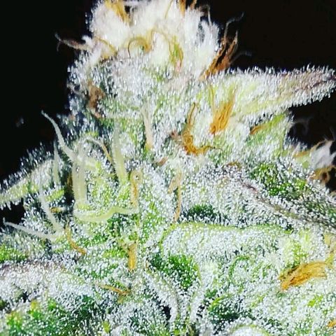 Melone Skittlez  #1 growlog photo