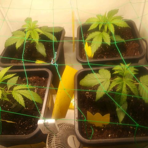 Melone Skittlez  #1 growlog photo: 1tag nach dem umtopfem 