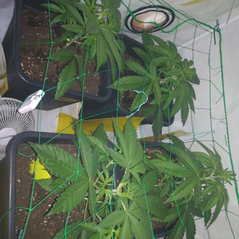Melone Skittlez  #1 growlog photo: Anfang ca 6 Wochen. 4wochen Wachstum und 2 Woche Blüte 