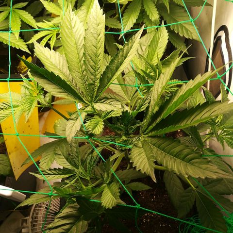 Melone Skittlez  #1 growlog photo: Watermelon skittlez
2woche Blüte 
