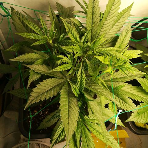 Melone Skittlez  #1 growlog photo: Watermelon skittlez
2woche Blüte 