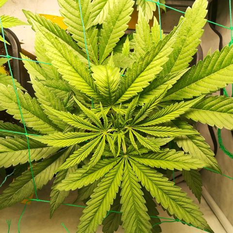 Melone Skittlez  #1 growlog photo: Watermelon skittlez
2woche Blüte 