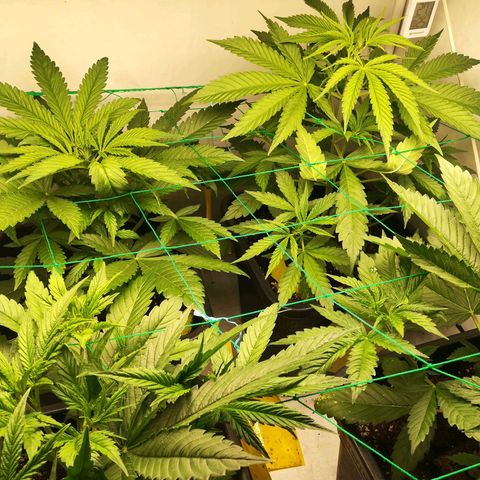 Melone Skittlez  #1 growlog photo: Watermelon skittlez
2woche Blüte 