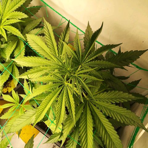 Melone Skittlez  #1 growlog photo: Watermelon skittlez
2woche Blüte 