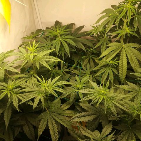 Melone Skittlez  #1 growlog timeline photo