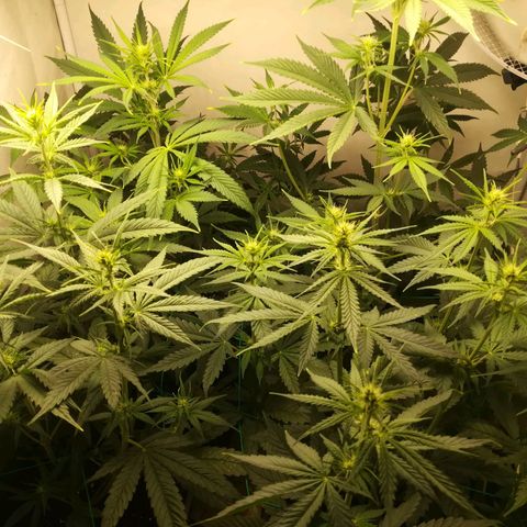 Melone Skittlez  #1 growlog photo: 3 Woche, getoppt,  große Blätter die Licht verdecken entfernt.
Ab heute 1baum gebogen. 