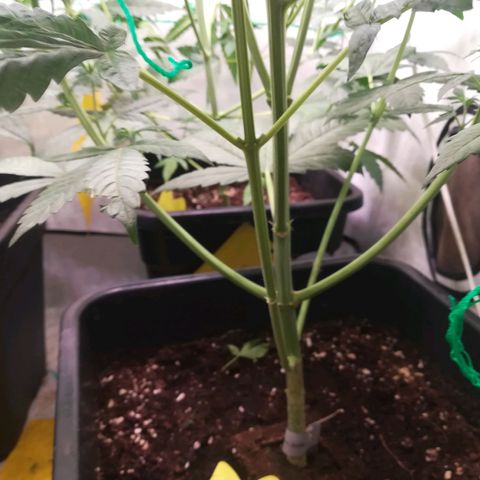 Melone Skittlez  #1 growlog photo: 3 Woche, getoppt,  große Blätter die Licht verdecken entfernt.
Ab heute 1baum gebogen. 