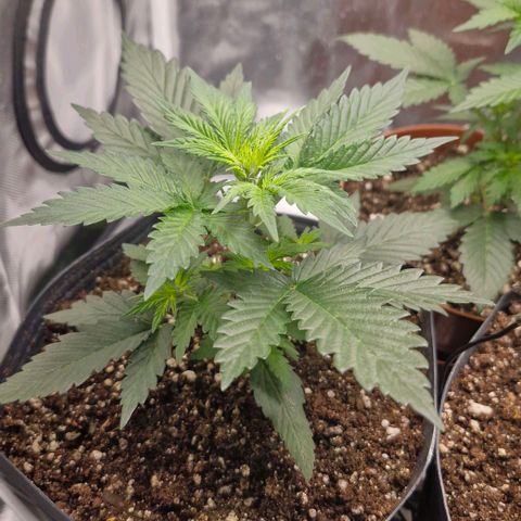 Cookies Gelato growlog timeline photo