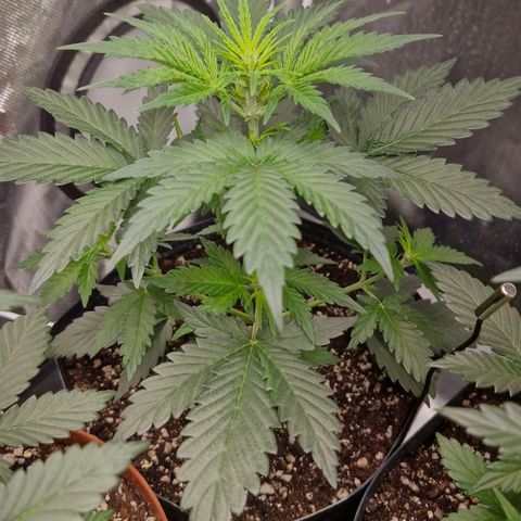 Cookies Gelato growlog timeline photo