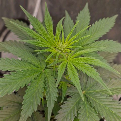 Cookies Gelato growlog timeline photo