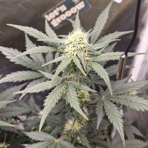 Cookies Gelato growlog timeline photo