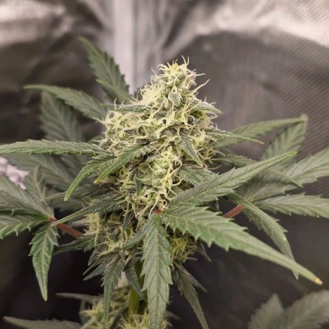 Cookies Gelato growlog timeline photo