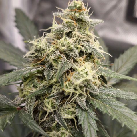 Cookies Gelato growlog timeline photo
