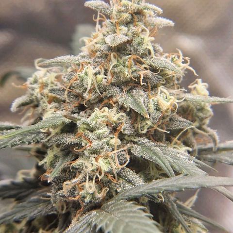 Cookies Gelato growlog timeline photo