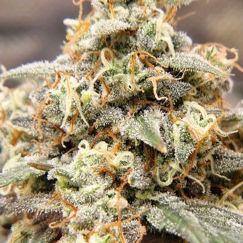Cookies Gelato growlog timeline photo