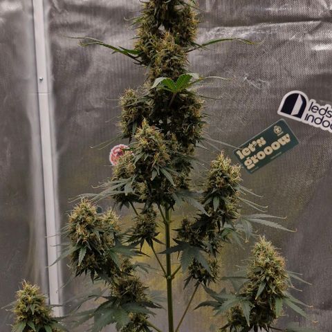 Cookies Gelato growlog timeline photo