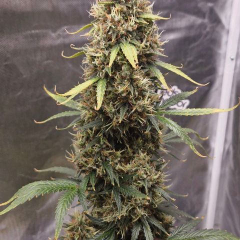 Cookies Gelato growlog timeline photo