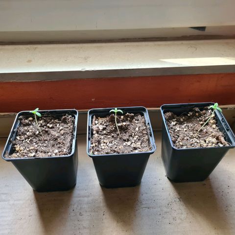 Critical #we growlog timeline photo