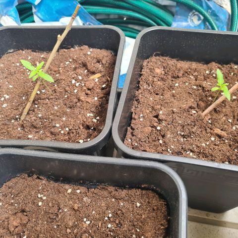 Critical #we growlog timeline photo