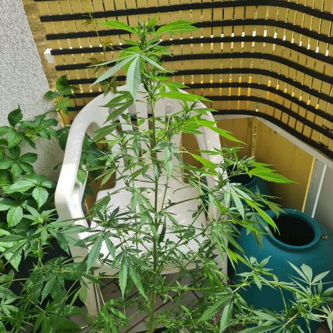 Critical #we growlog timeline photo