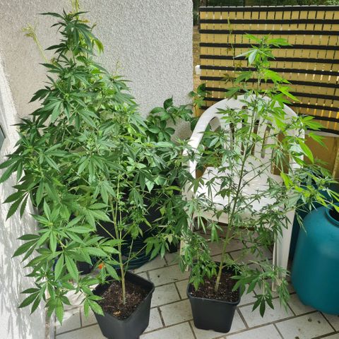 Critical #we growlog timeline photo