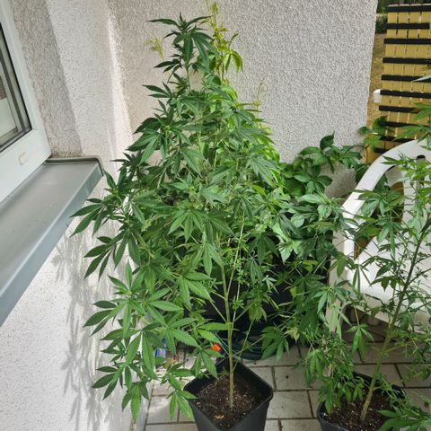 Critical #we growlog timeline photo