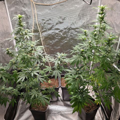 Critical #we growlog timeline photo