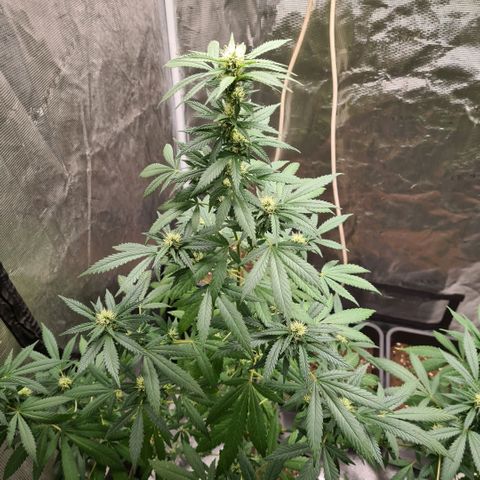 Critical #we growlog timeline photo